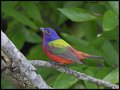 _5SB2794 painted bunting